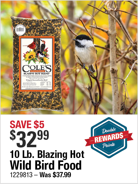 bird food